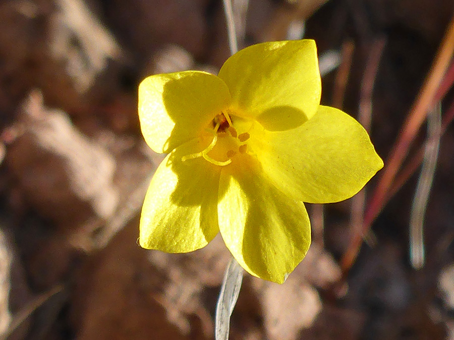 Yellow petals