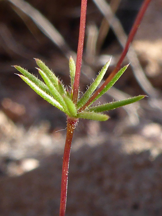 Linear leaves