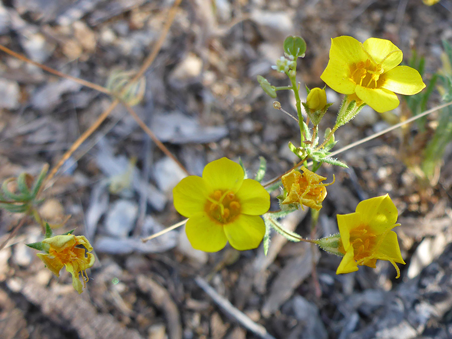 Group of flowers