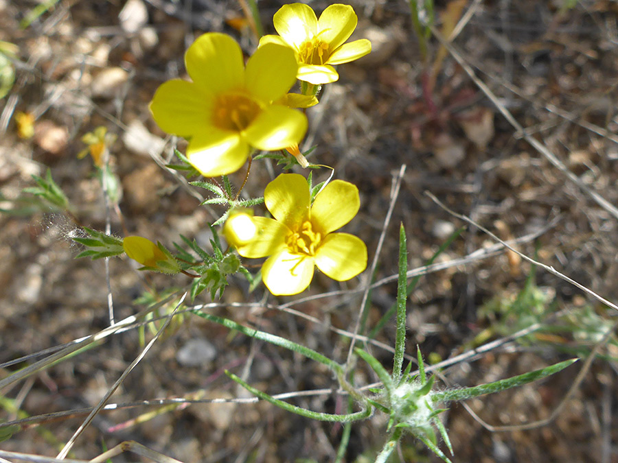 Flowers and bracts