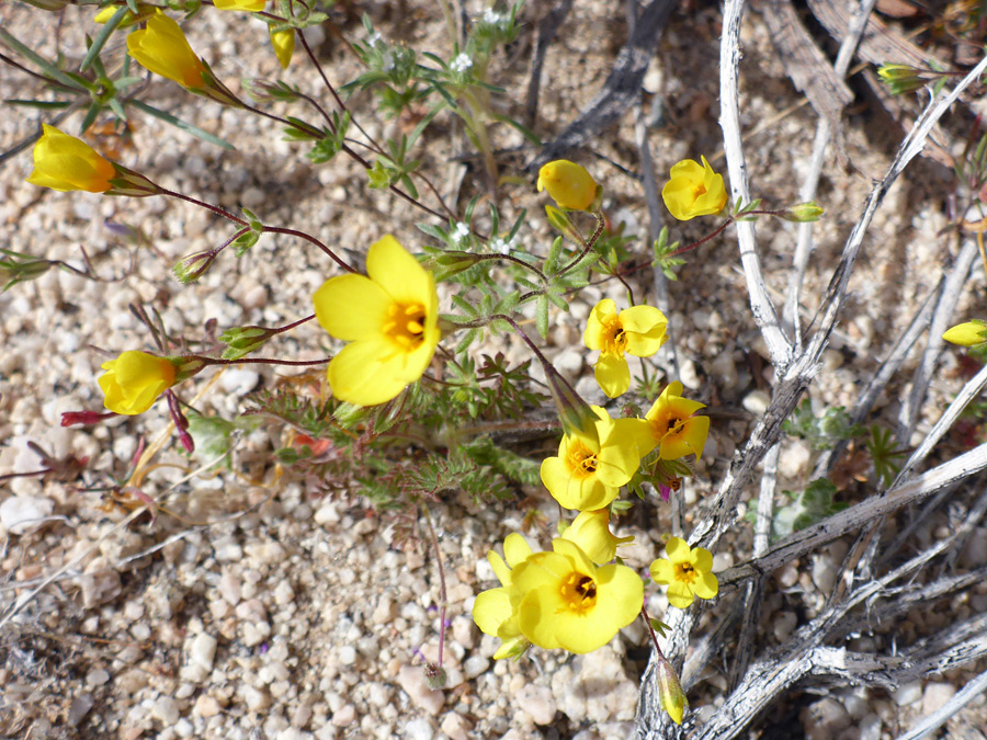 Stems and flowers