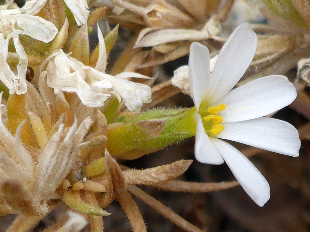 Flower and withered leaves