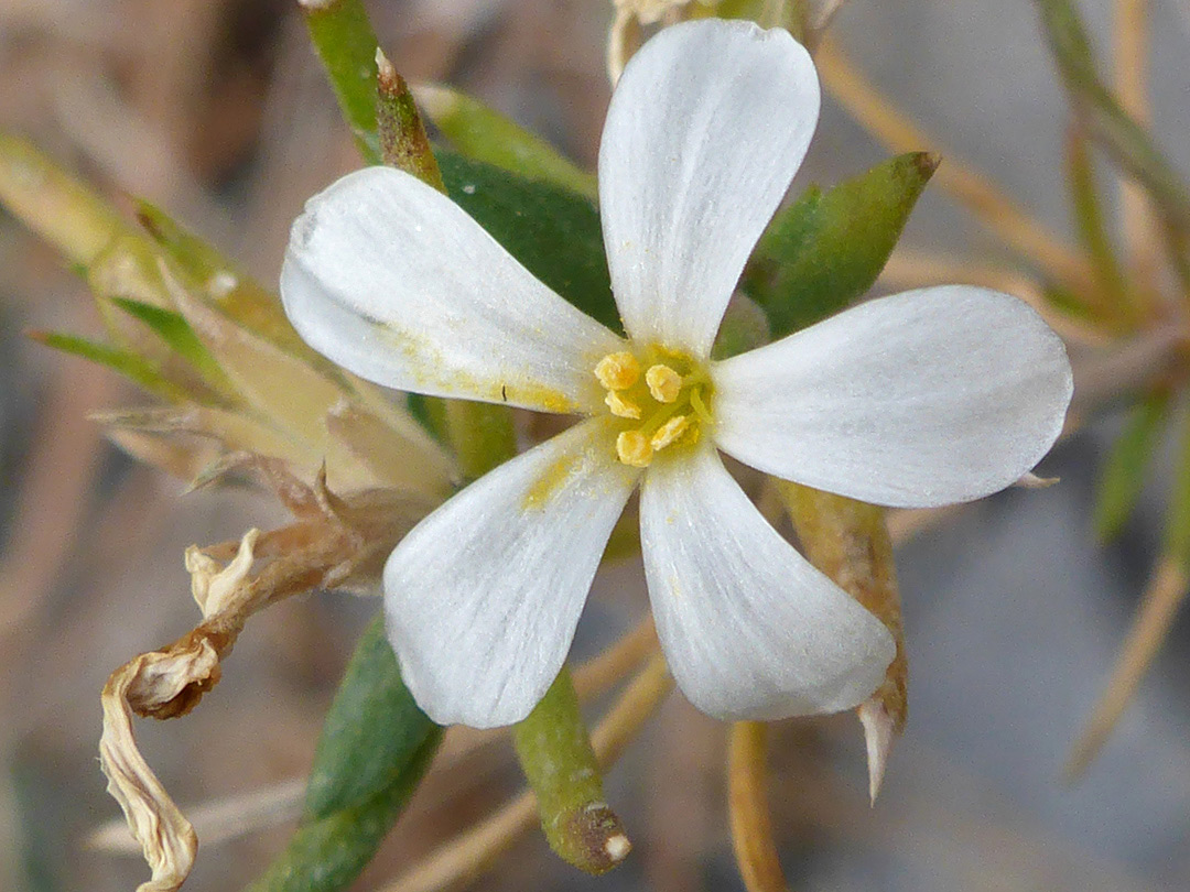 Five white petals