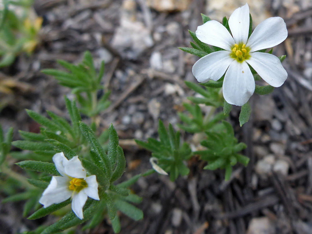 Pair of flowers