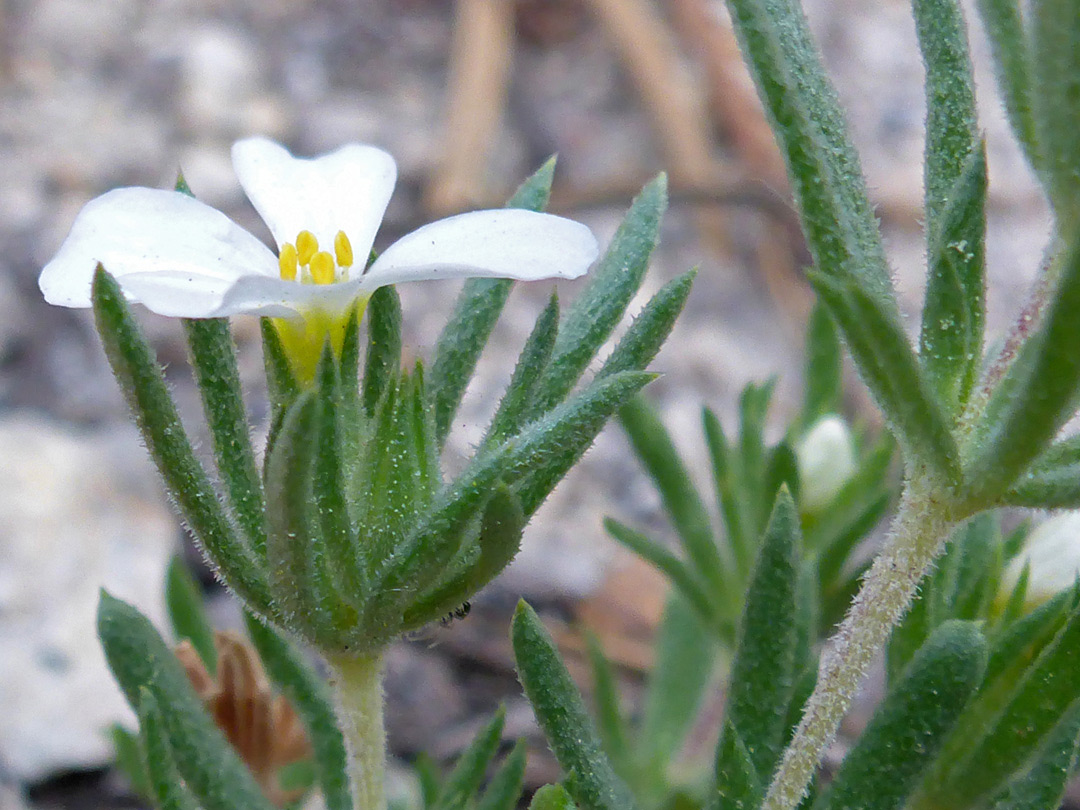 Green bracts and sepals