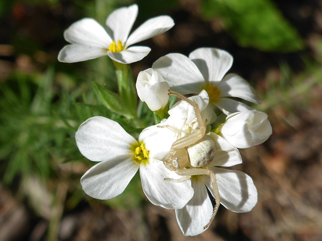 Crab spider on flowers