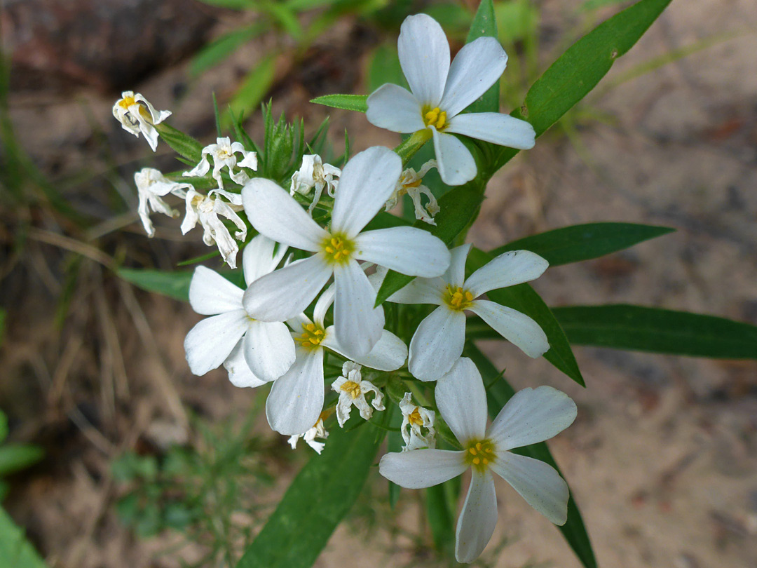 White flowers, some withered