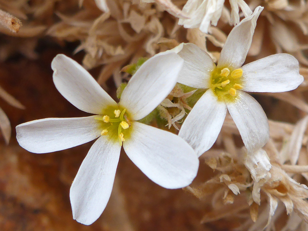 Two white flowers