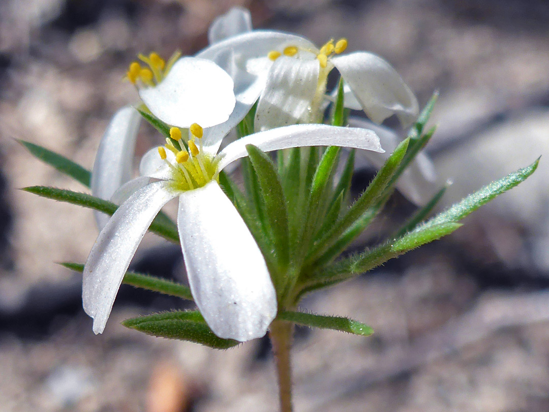 Flowers and bracts