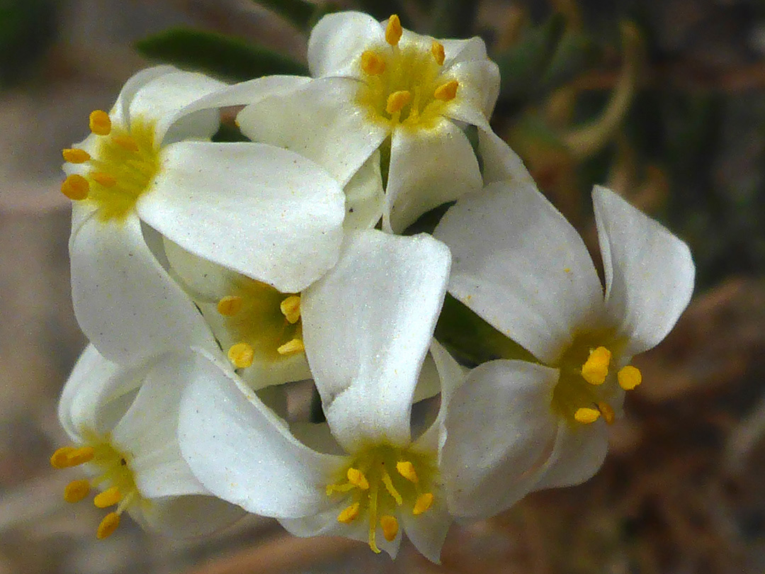Recurved petals