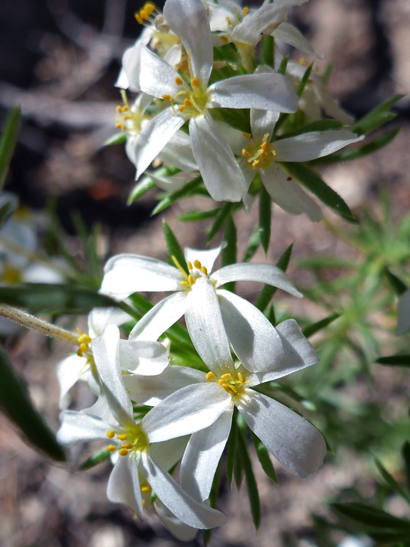 White flowers