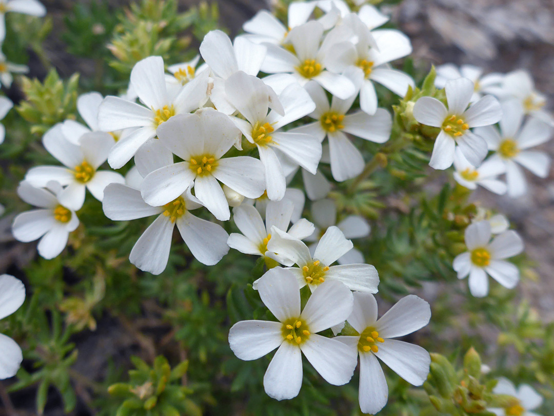 Clustered inflorescence