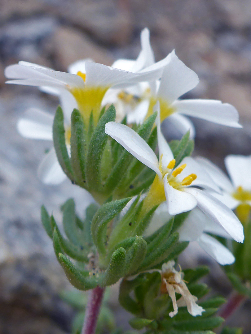 Bracts and flowers