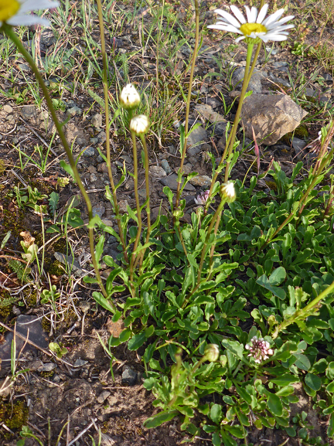 Basal leaves