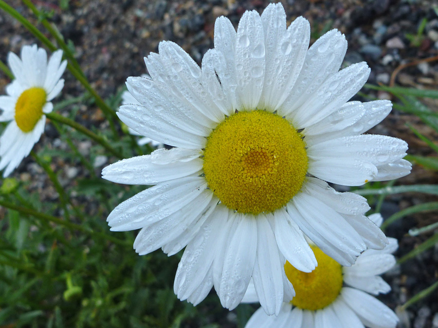 Dew on a flower