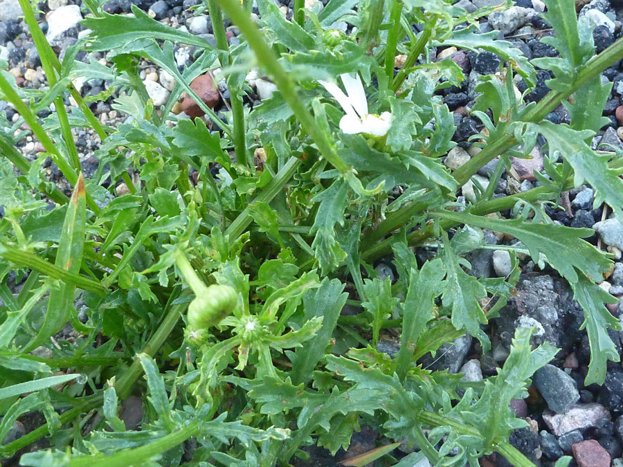 Lobed leaves