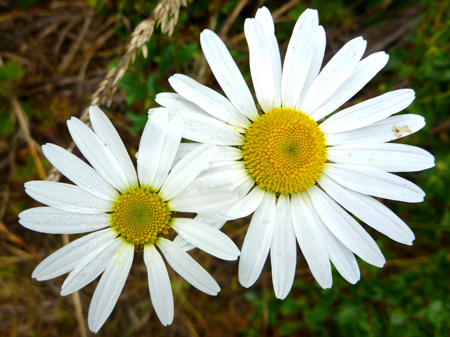 Two flowerheads