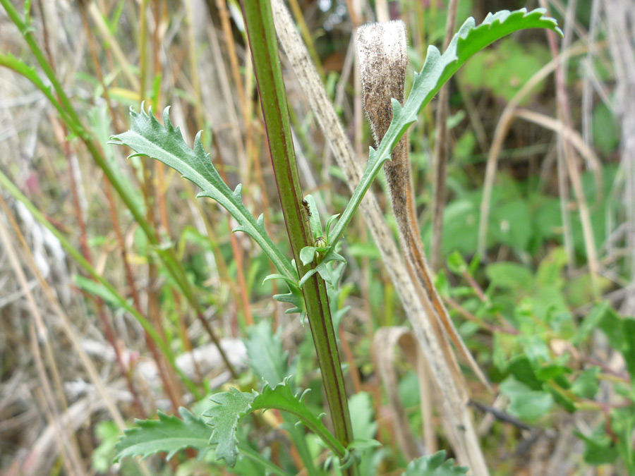 Stem and leaves