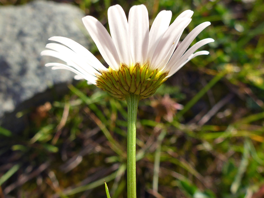 Phyllaries