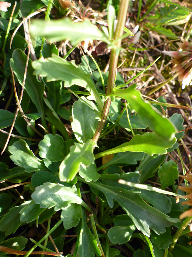 Lower stem leaves