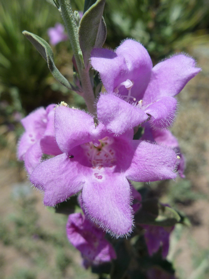 Flower cluster