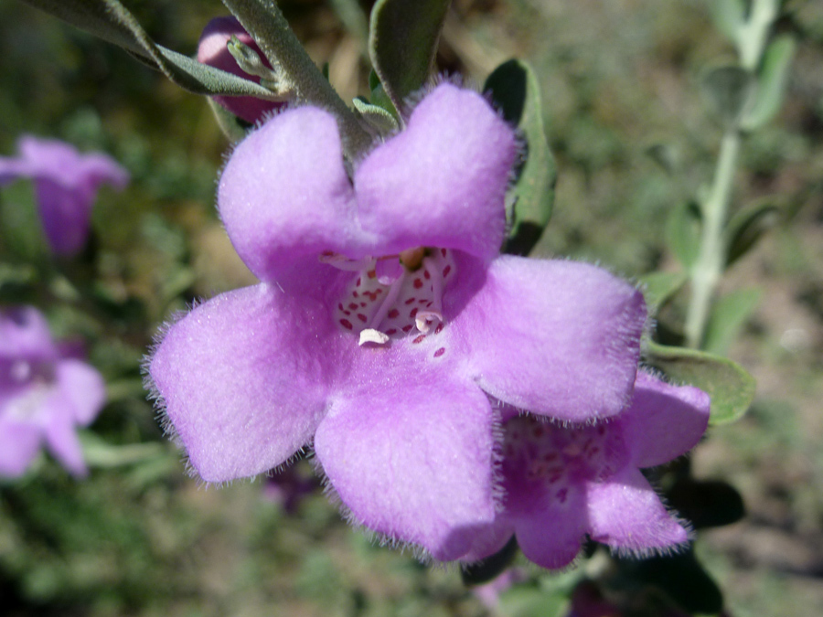 Hairy petals
