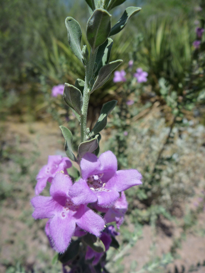 Flowers and leaves