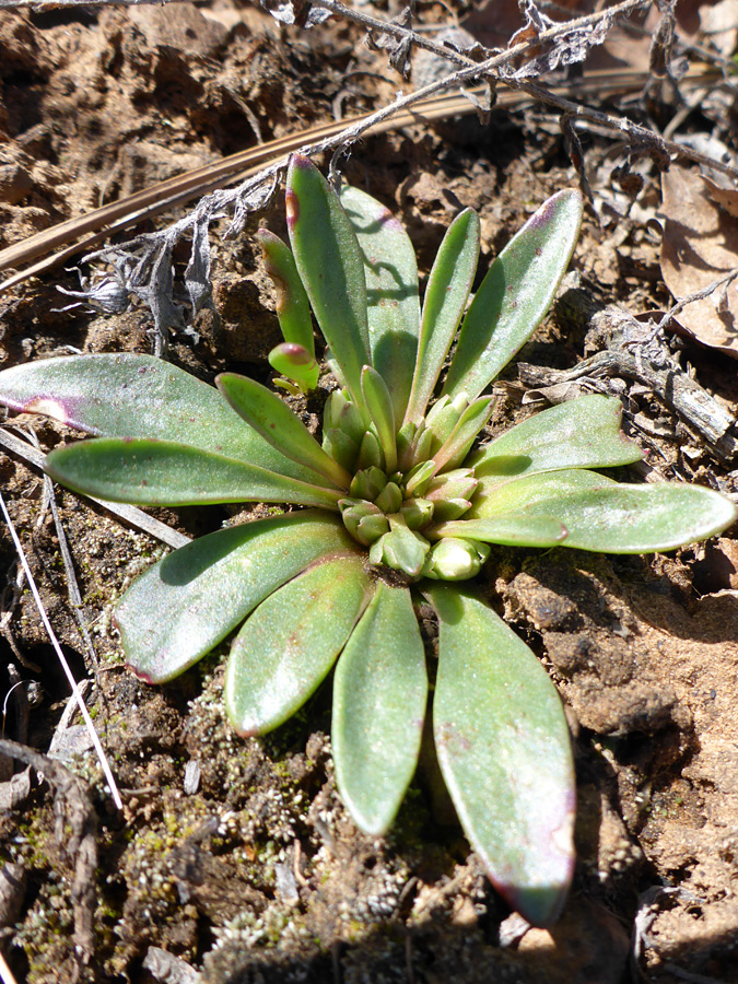 Leaf rosette