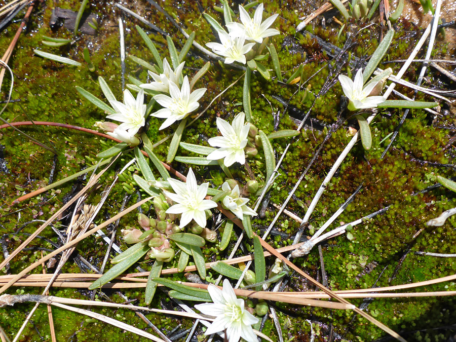 Group of plants