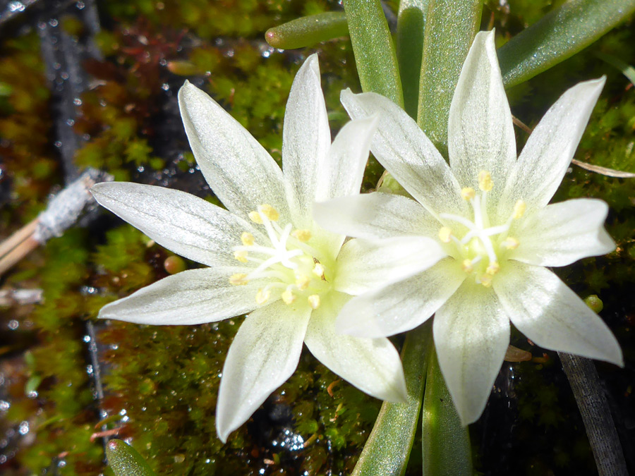 White petals