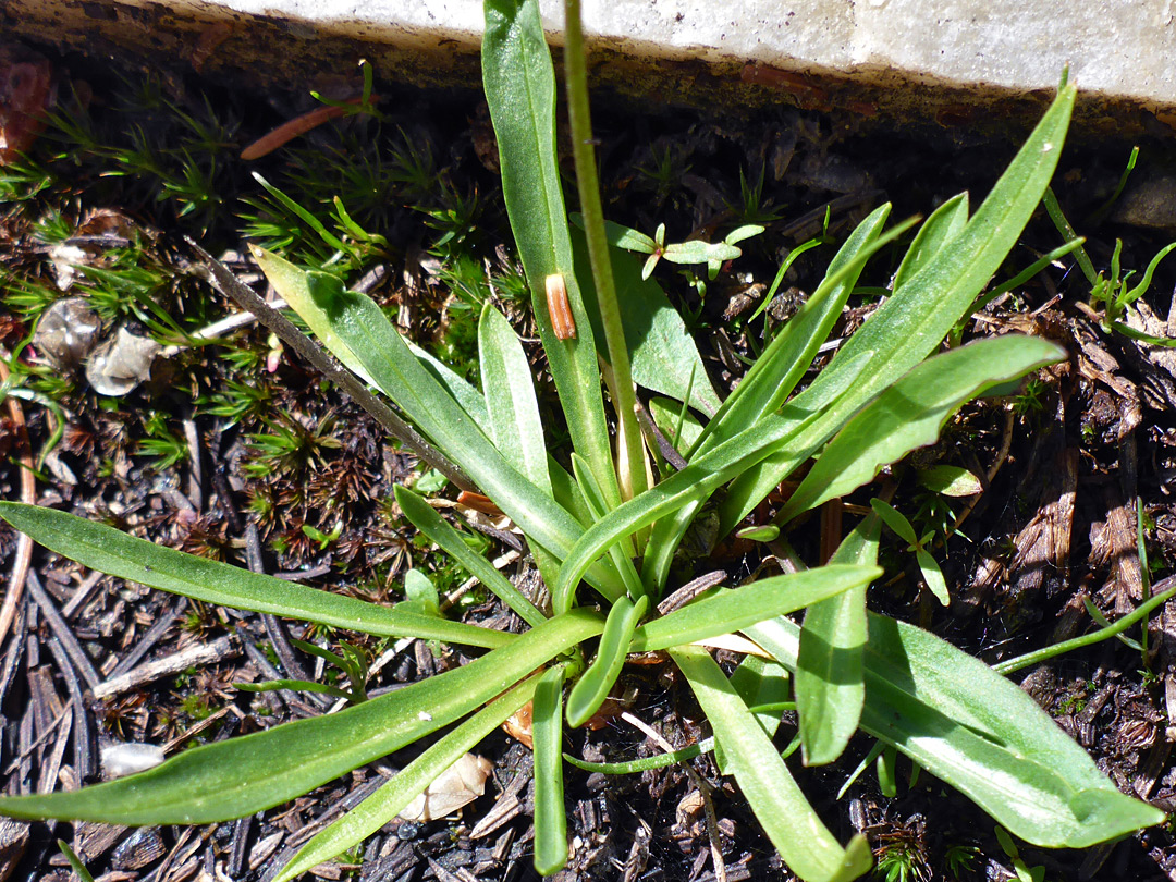 Hairless leaves