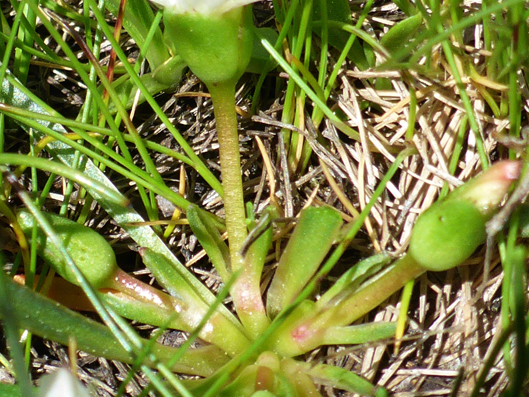 Basal leaves