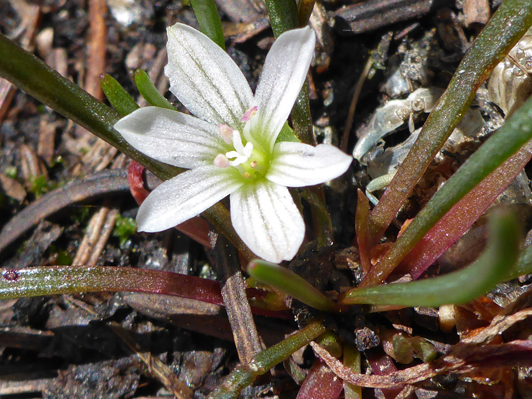 Flower and leaves