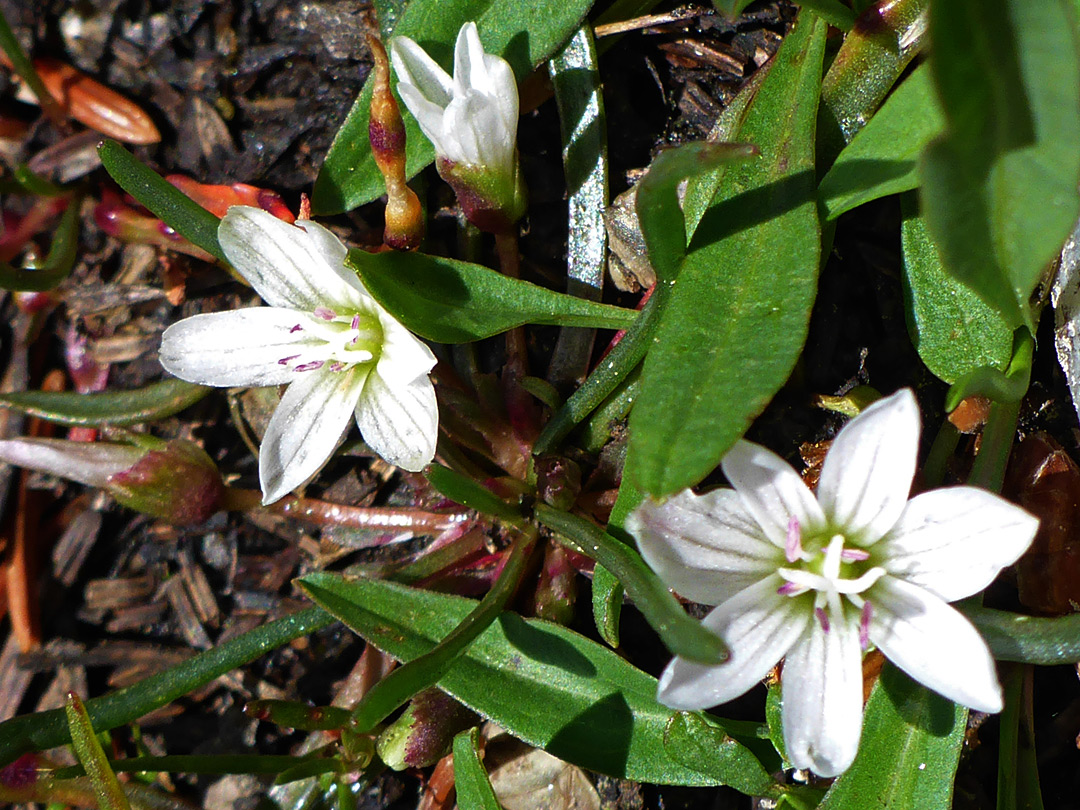 Three flowers