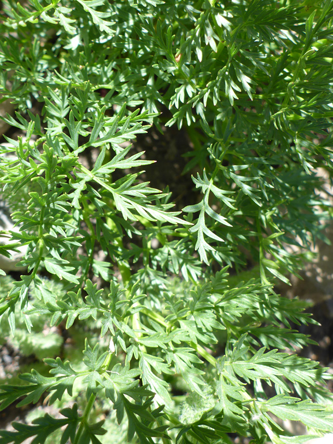 Dense foliage