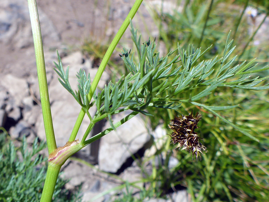 Upper stem leaf