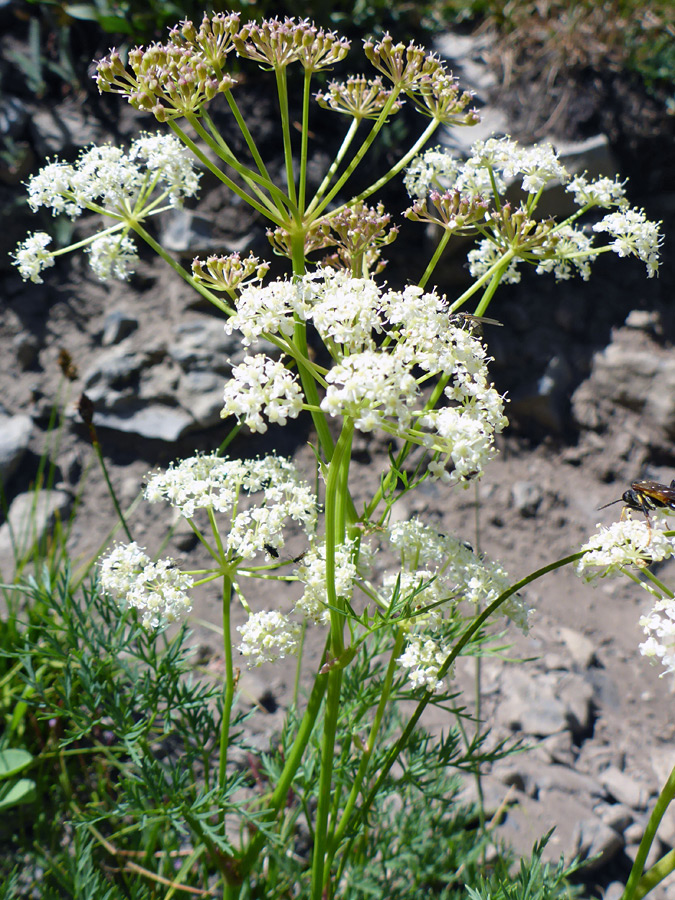 Compound umbels