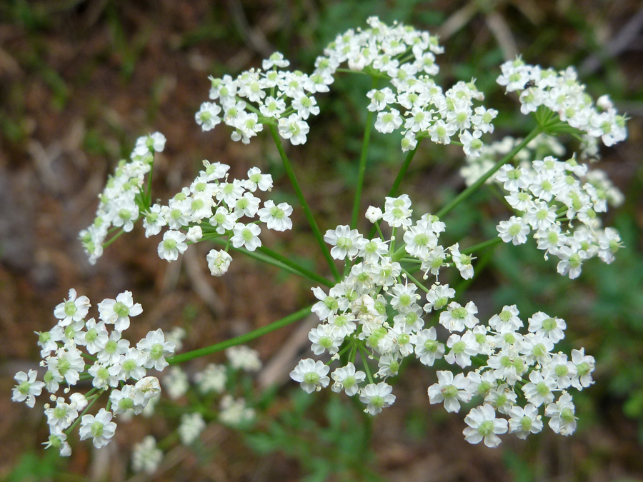 Small white flowers - photos of Ligusticum Grayi, Apiaceae