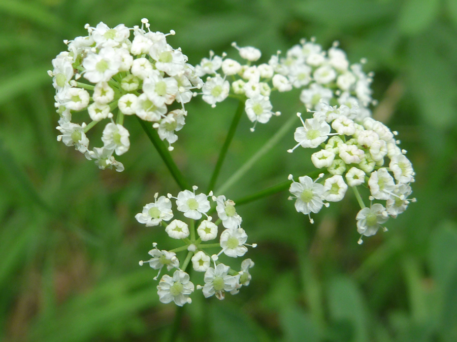 Compound umbel