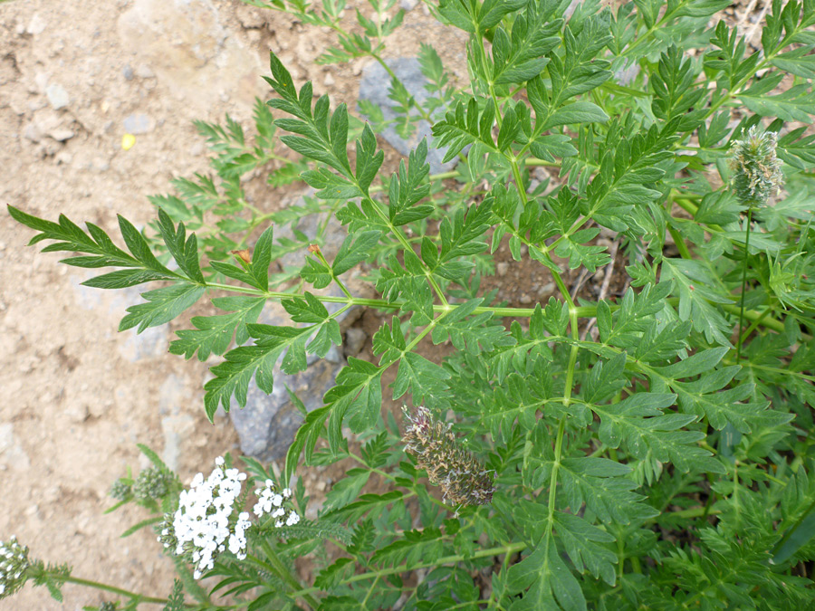 Green leaves