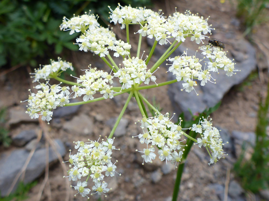 Compound umbel