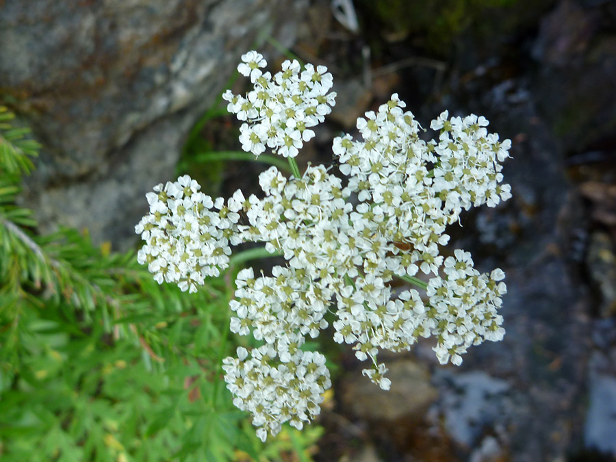 Tiny flowers