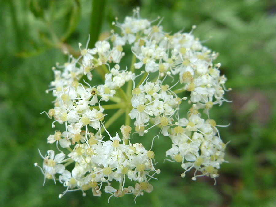 Tiny white flowers
