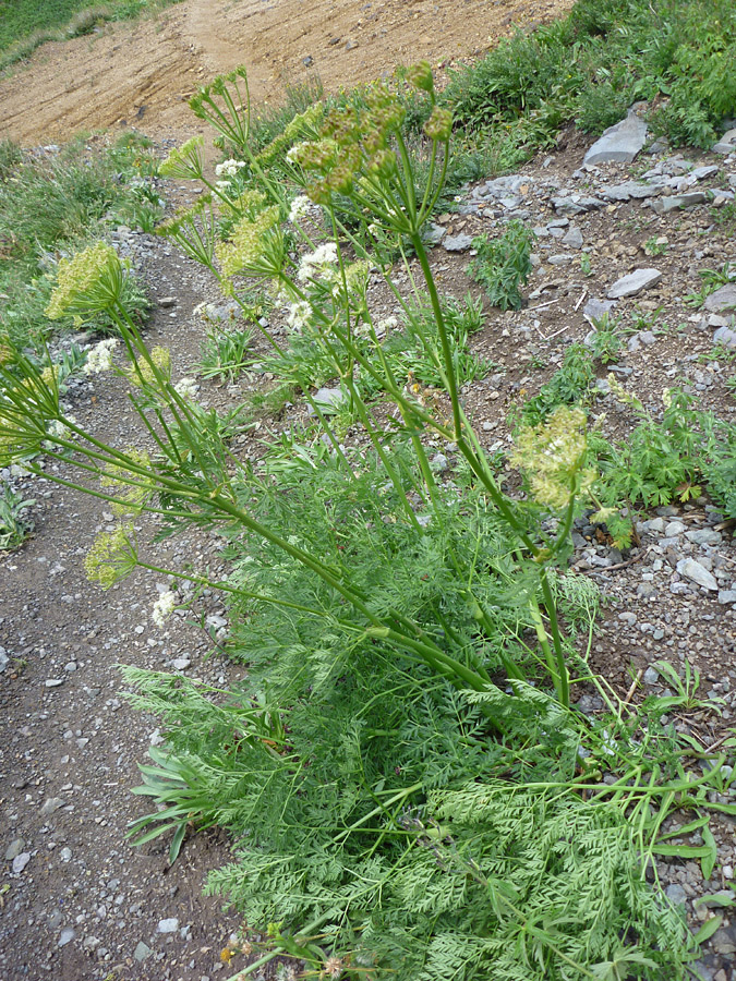 Plant starting to bloom