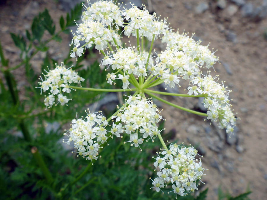 Mature flowers