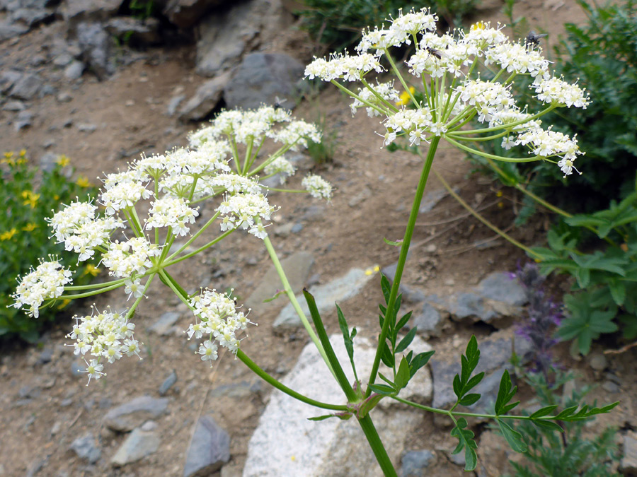 Branched inflorescence