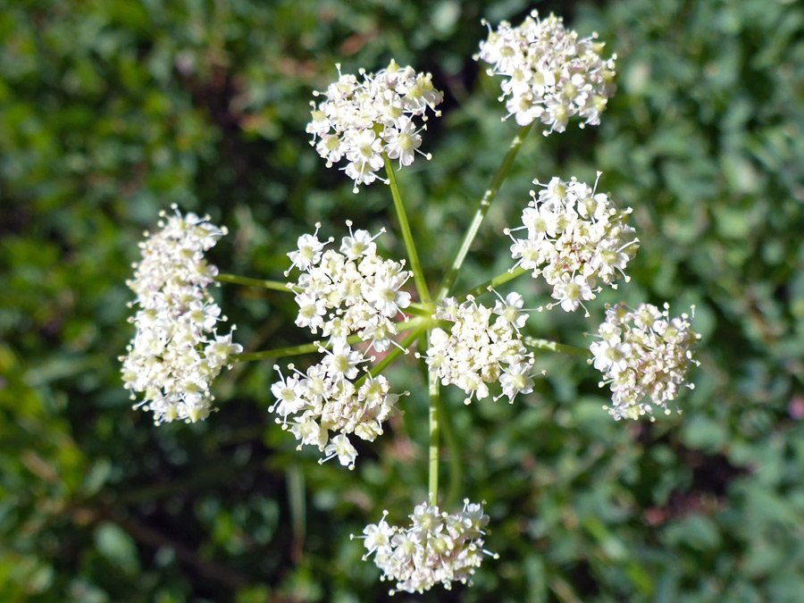 White flowers