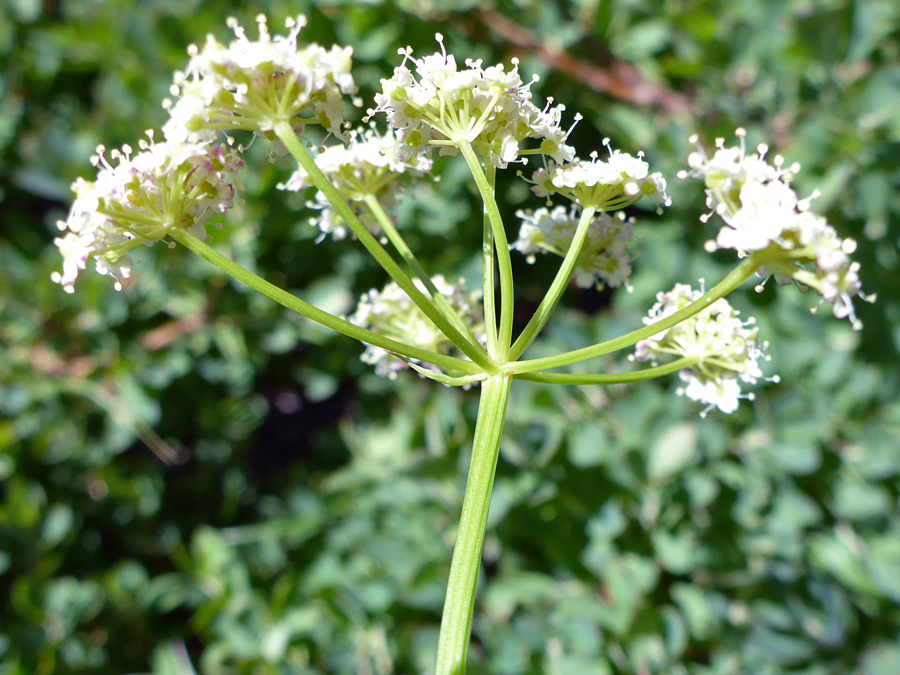 Compound umbel