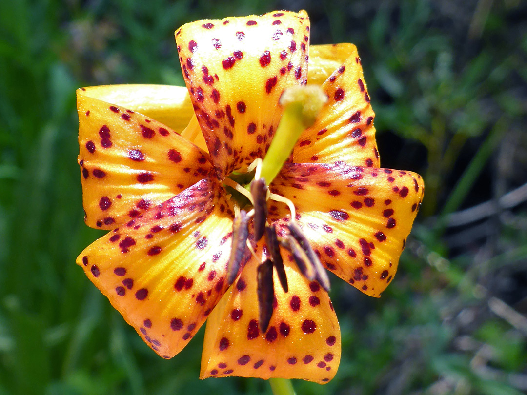 Orange-purple petals