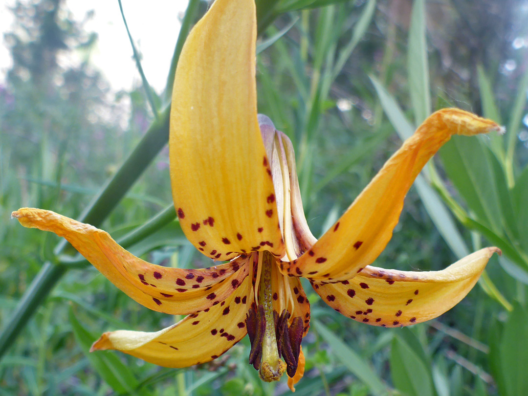 Red-spotted orange petals